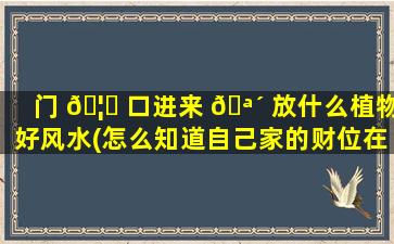 门 🦁 口进来 🪴 放什么植物好风水(怎么知道自己家的财位在哪里)